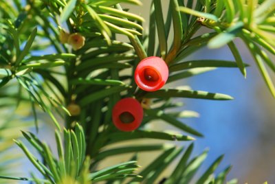 Taxus baccata - tis červený (2)